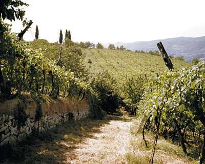 Cantina-di-Montecchia-Azienda-2.jpg